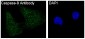 Anti-Caspase-9 CASP9 Rabbit Monoclonal Antibody